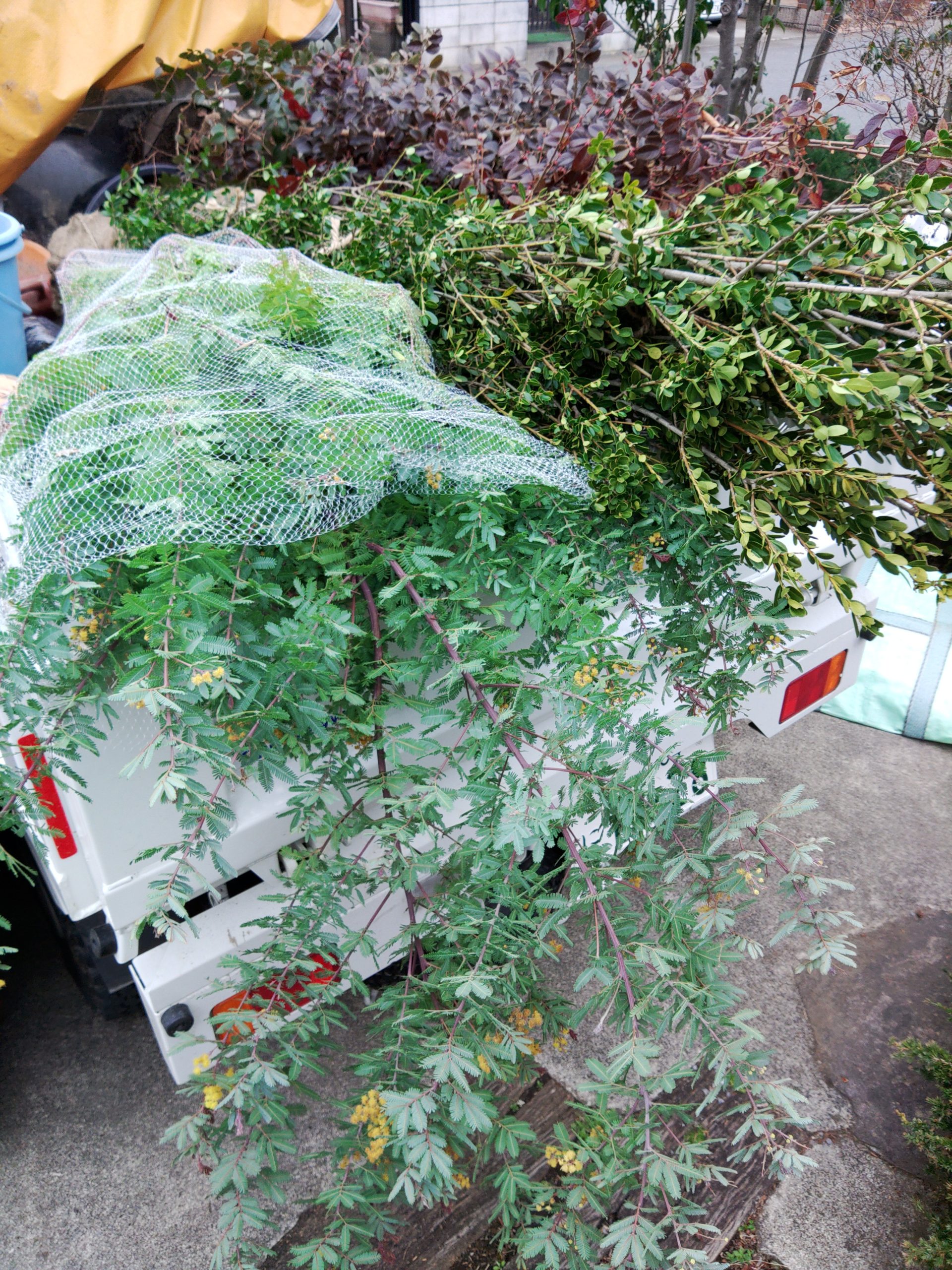 ミモザ ギンヨウアカシア プルプレアの植栽 庭屋 草人木