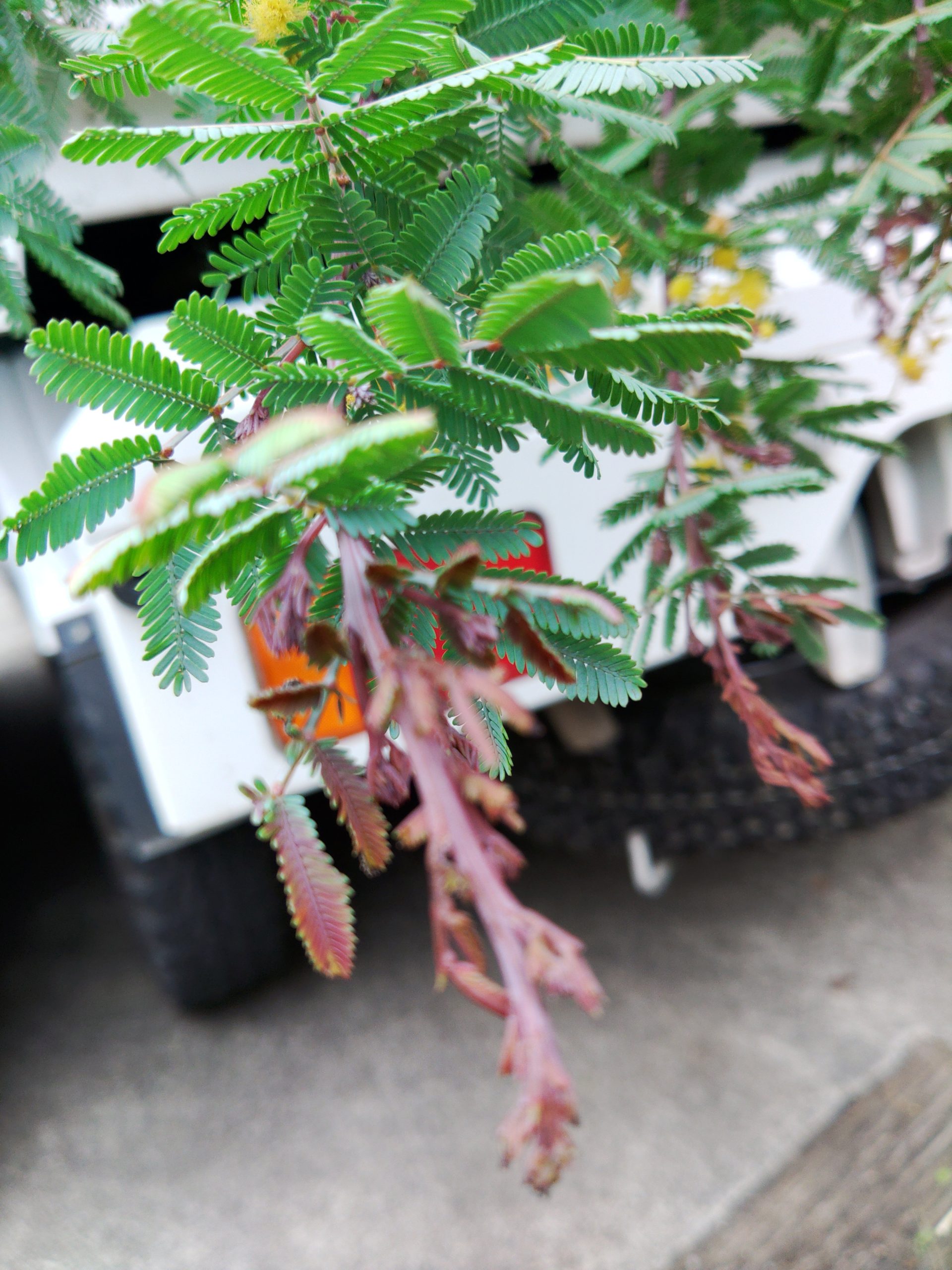 ミモザ ギンヨウアカシア プルプレアの植栽 庭屋 草人木